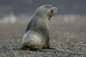 Antarctic fur seal, Deception Island ,Antartic peninsula. photo