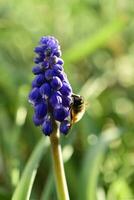 Bee on flowers in spring photo