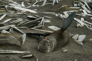 Antarctic fur seal, Deception Island ,Antartic peninsula. photo