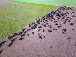 Beef production ,natural grass, Pampas, Argentina photo