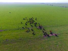 Steers fed with natural grass, Pampas, Argentina photo