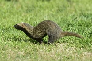 Little grison,Pampas, Patagonia, Argentina photo