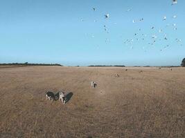 Steers fed with natural grass, Pampas, Argentina photo