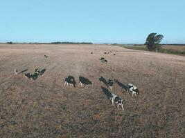 Steers fed with natural grass, Pampas, Argentina photo