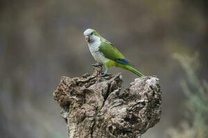 Parakeet,feeding on wild fruits, La Pampa, Patagonia, Argentina photo