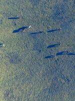 Steers fed with natural grass, Pampas, Argentina photo