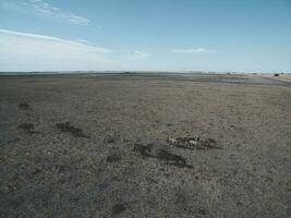 Troop of horses, on the plain, in La Pampa, Argentina photo