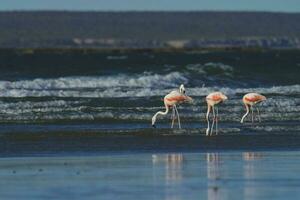 Flamingos flock, Patagonia, Argentina photo