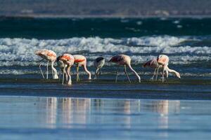 Flamingos flock, Patagonia, Argentina photo