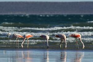 Flamingos flock, Patagonia, Argentina photo