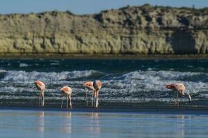 Flamingos flock, Patagonia, Argentina photo