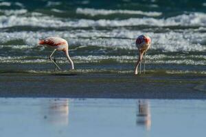 Flamingos flock, Patagonia, Argentina photo