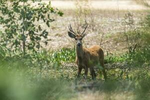 Marsh deer, pantanal Brazil photo