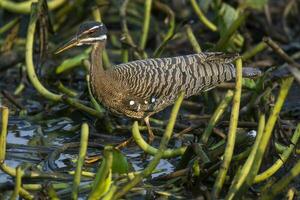 Sunbittern, in a jungle environment, Pantanal Brazil photo