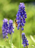 Bee on flowers in spring photo