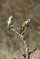 Parakeet,feeding on wild fruits, La Pampa, Patagonia, Argentina photo