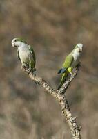 Parakeet,feeding on wild fruits, La Pampa, Patagonia, Argentina photo