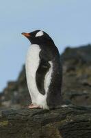 gentoo pingüino, hannah punto, antartica foto