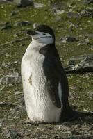 Chinstrap Penguin, Paulet island, Antartica, Scientific name,Pygoscelis antarcticus photo
