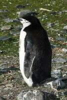 Chinstrap Penguin, Paulet island, Antartica, Scientific name,Pygoscelis antarcticus photo