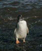 gentoo pingüino, hannah punto, antartica foto