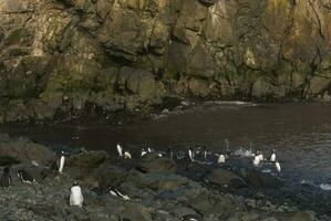 Gentoo Penguin,Hannah Point, Antartica photo