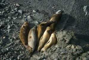 Elephant seal, Hannah Point, Antartic peninsula. photo