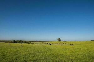 Pampas Plain Landscape,Patagonia photo