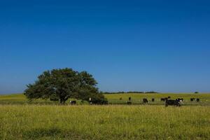 pampa llanura paisaje y vacas,patagonia foto