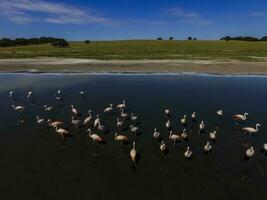 Flamingos in La Pampa, Argentina photo