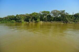 pantanal bosque ecosistema, mato asqueroso, Brasil foto