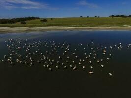 Flamingos in La Pampa, Argentina photo