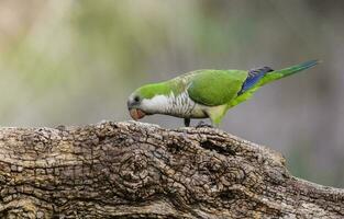 Parakeet,feeding on wild fruits, La Pampa, Patagonia, Argentina photo