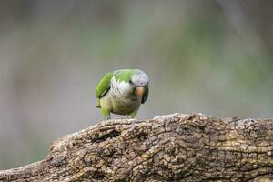 Parakeet,feeding on wild fruits, La Pampa, Patagonia, Argentina photo