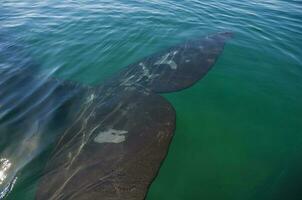 Whale tail in Peninsula Valdes,, Patagonia, Argentina photo