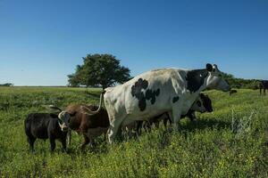 Dairy cow, fed on natural grass in the Argentine Pampas photo