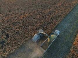 sorgo cosecha, en la pampa, argentina foto