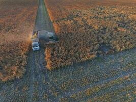 Sorghum harvest, in La Pampa, Argentina photo