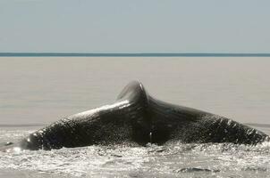 Whale tail in Peninsula Valdes,, Patagonia, Argentina photo