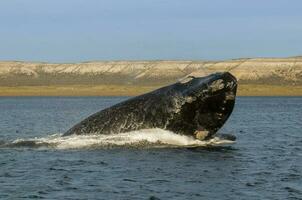 Whale jumping in Peninsula Valdes,jumping near puerto madryn, Patagonia, Argentina photo