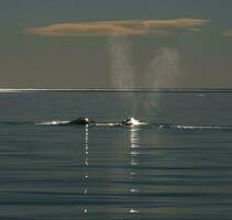 whale breathing, Peninsula Valdes,, Patagonia, Argentina photo