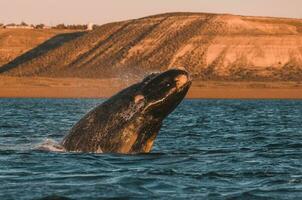 ballena saltando en península Valdés, Patagonia, argentina foto