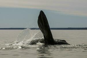 Whale tail in Peninsula Valdes,, Patagonia, Argentina photo