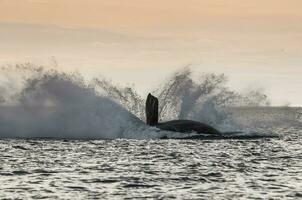 Whale jumping in Peninsula Valdes,, Patagonia, Argentina photo