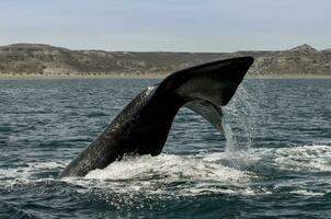 Whale tail in Peninsula Valdes,, Patagonia, Argentina photo