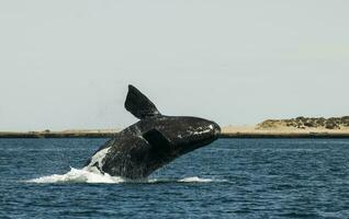 Whale jumping in Peninsula Valdes,, Patagonia, Argentina photo