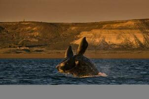 Whale jumping in Peninsula Valdes,, Patagonia, Argentina photo