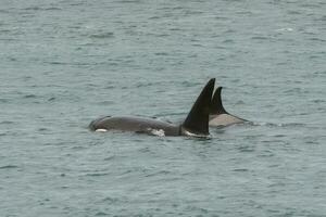 Orcas hunting sea lions, Patagonia , Argentina photo