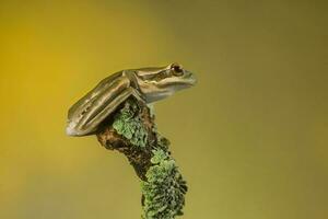 Frog, La Pampa, Argentina photo