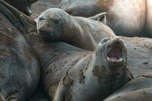 Elephant seal, Hannah Point, Antartic peninsula. photo